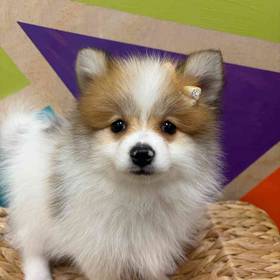 Pomeranian