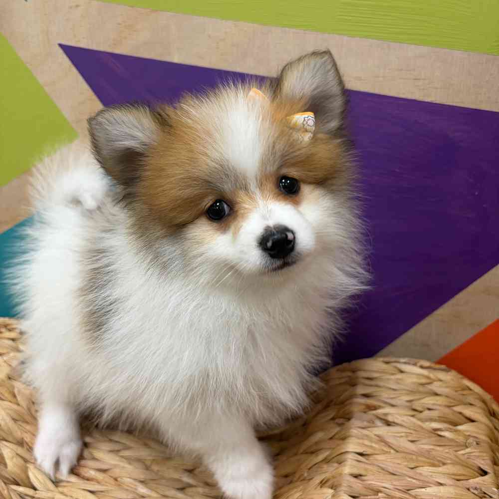 carousel pet images