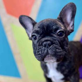 French Bulldog