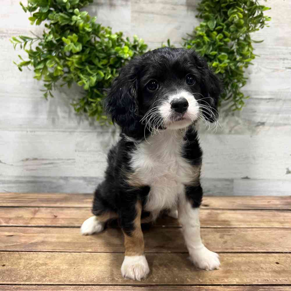 carousel pet images
