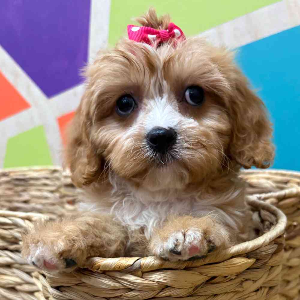 carousel pet images