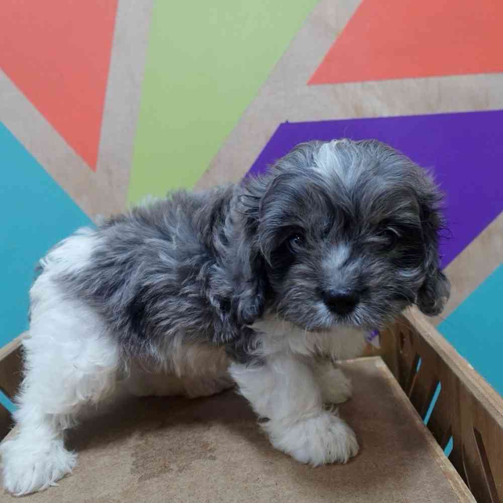 carousel pet images