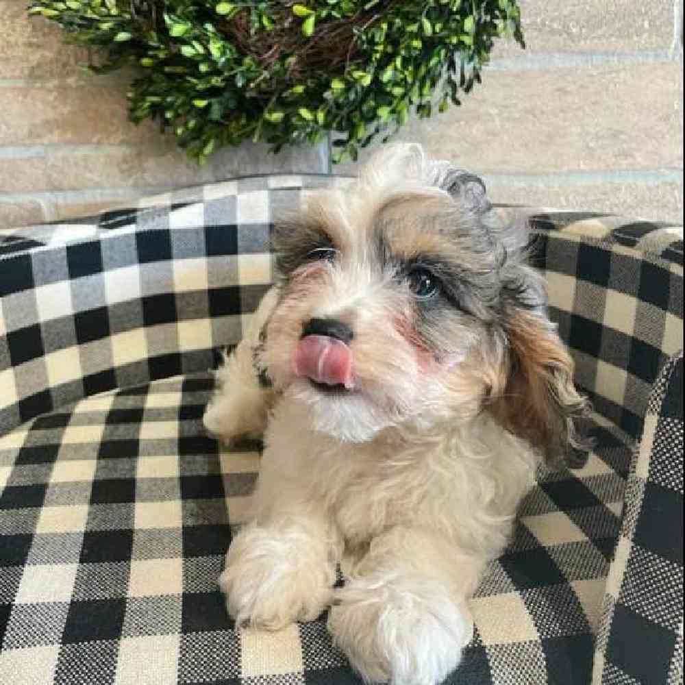 carousel pet images