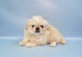 Pekingese