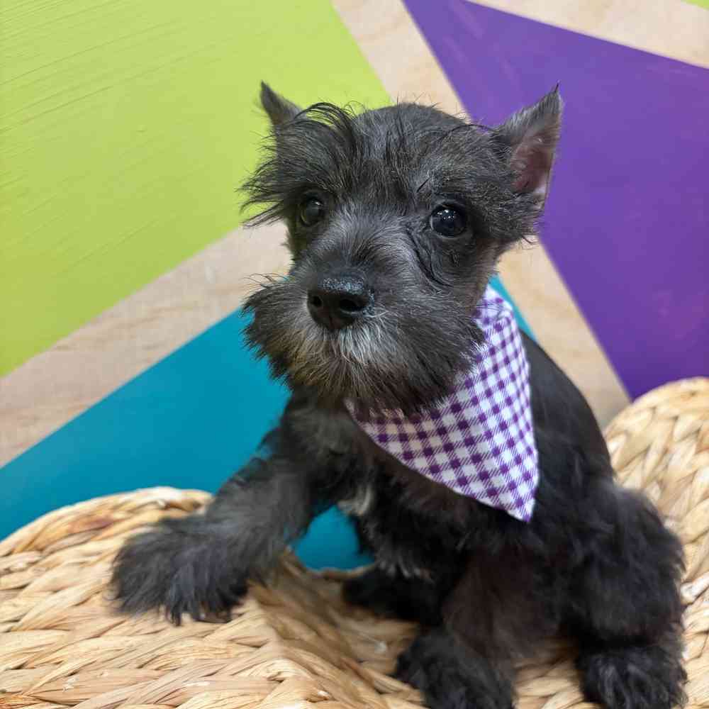 Image of a pet breed in the gallery