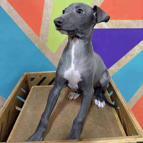 Italian Greyhound