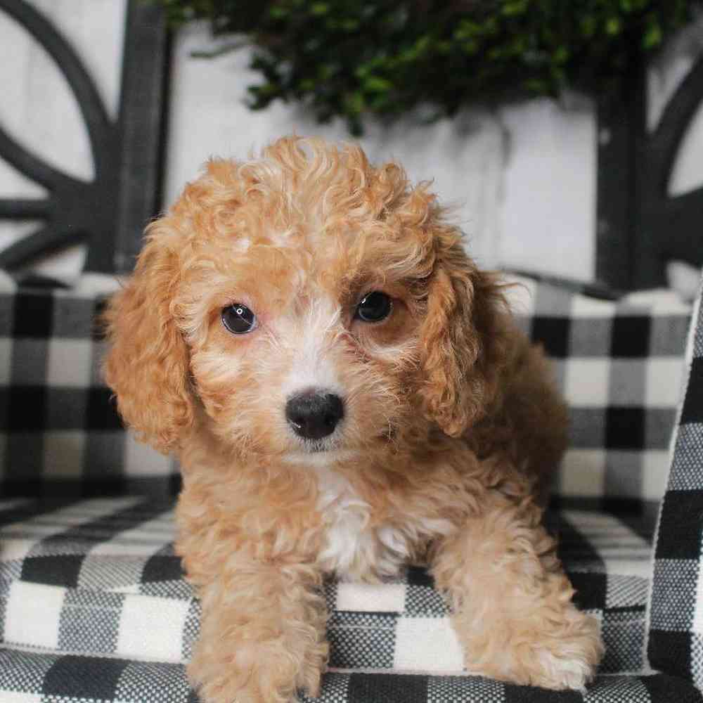 Female Cavapoo Puppy for sale