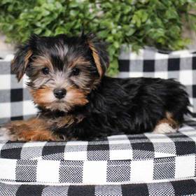 Yorkie-Poo