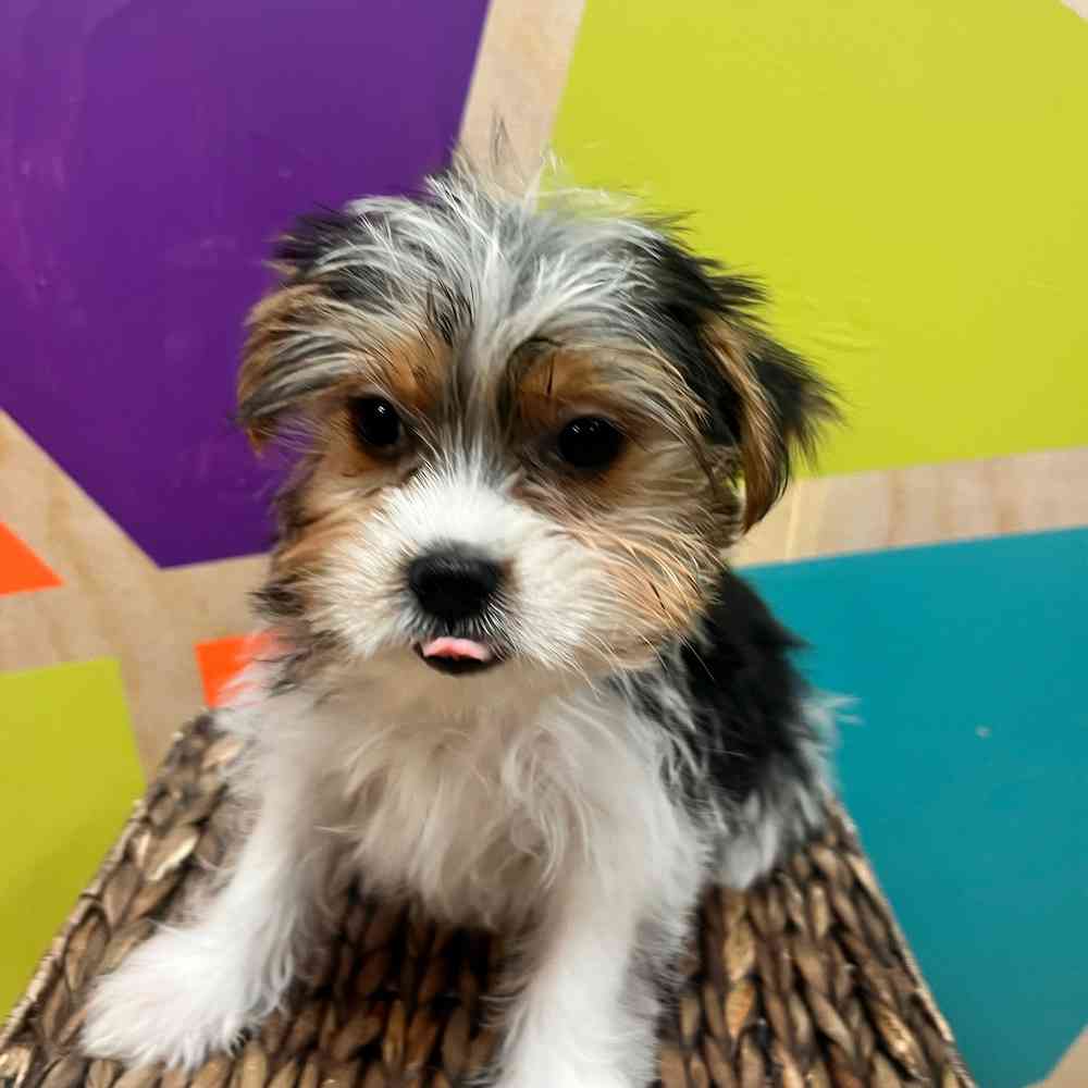 Image of a pet breed in the gallery