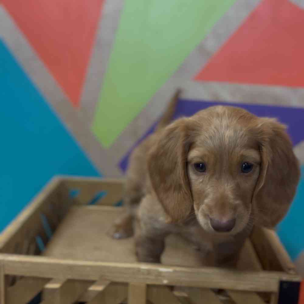 carousel pet images
