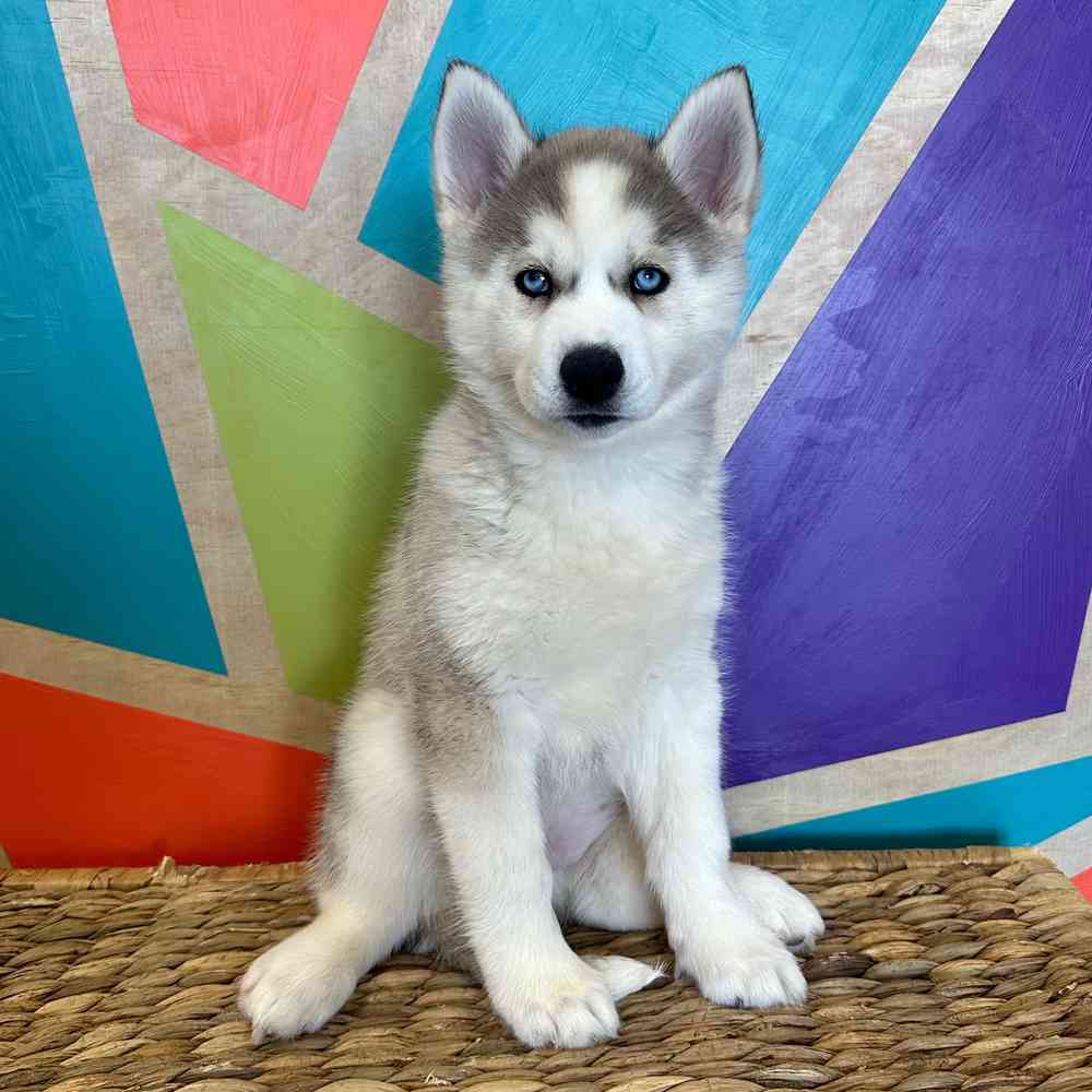 Image of a pet breed in the gallery
