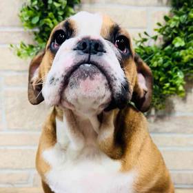 English Bulldog
