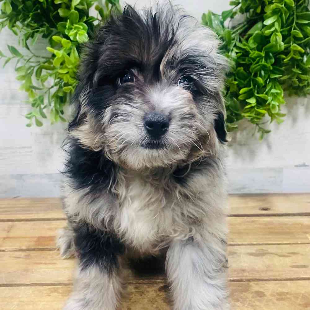 carousel pet images