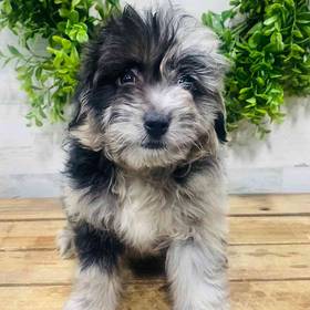Mini Aussiedoodle