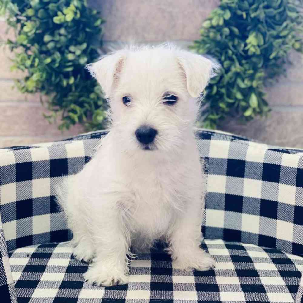 Male West Highland White Terrier Puppy for sale