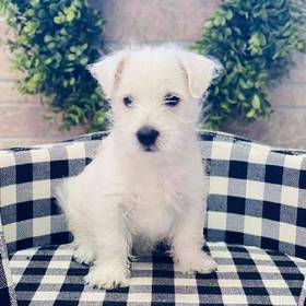 West Highland White Terrier