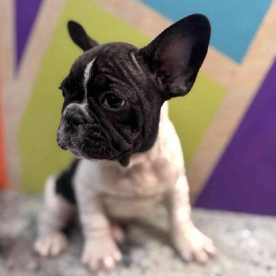 French Bulldog