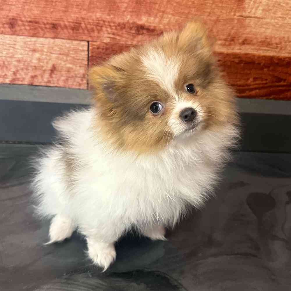 carousel pet images