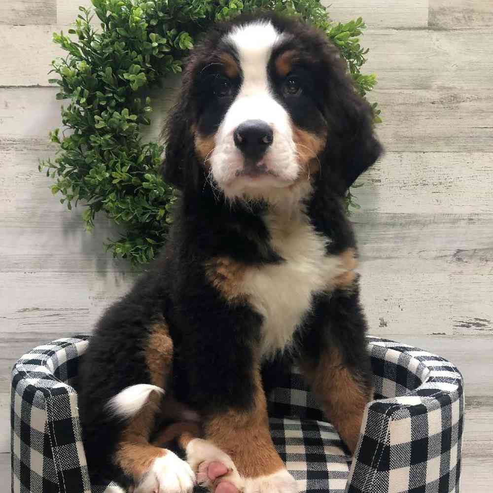 Male Bernese Mountain Dog Puppy for sale