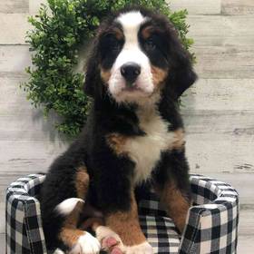 Bernese Mountain Dog