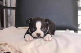 Boston Terrier