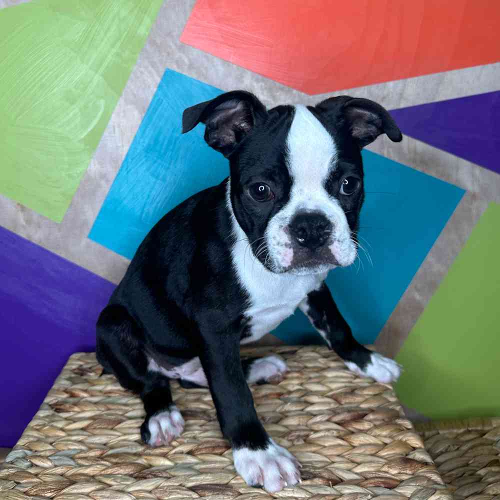 carousel pet images