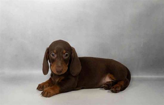 Dachshund