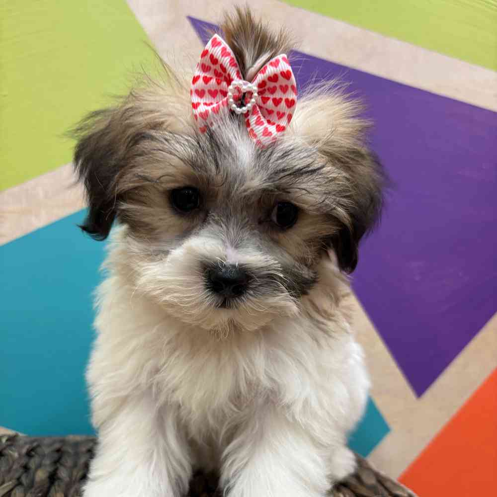 carousel pet images