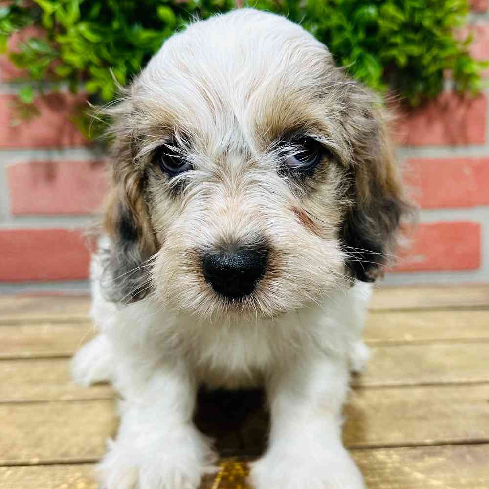 carousel pet images