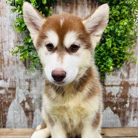Pomsky
