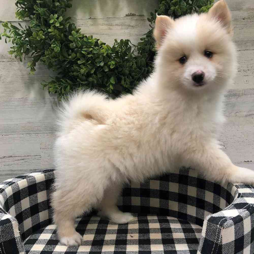 Male Pomsky Puppy for sale