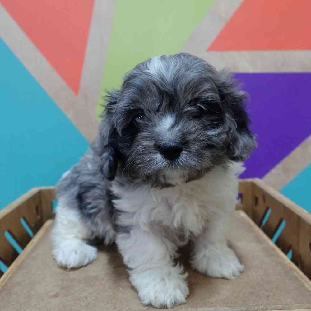 carousel pet images