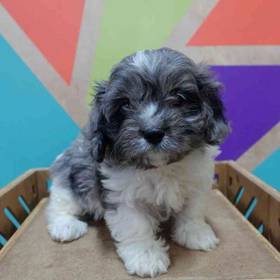 Cavapoo