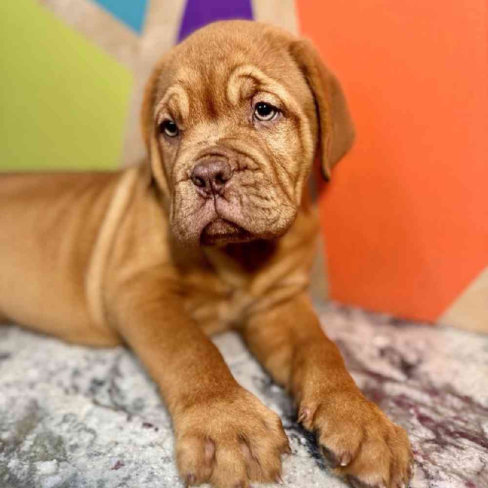 carousel pet images