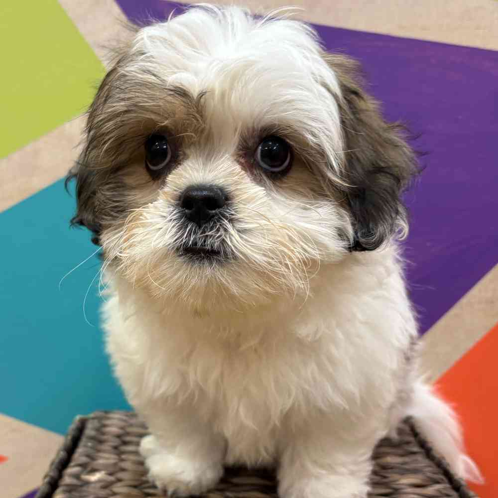 carousel pet images