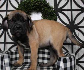 Bullmastiff