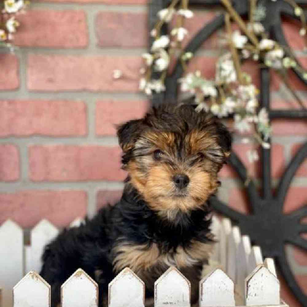 Female Yorkie Puppy for Sale in Rogers, AR