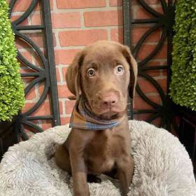 Labrador Retriever