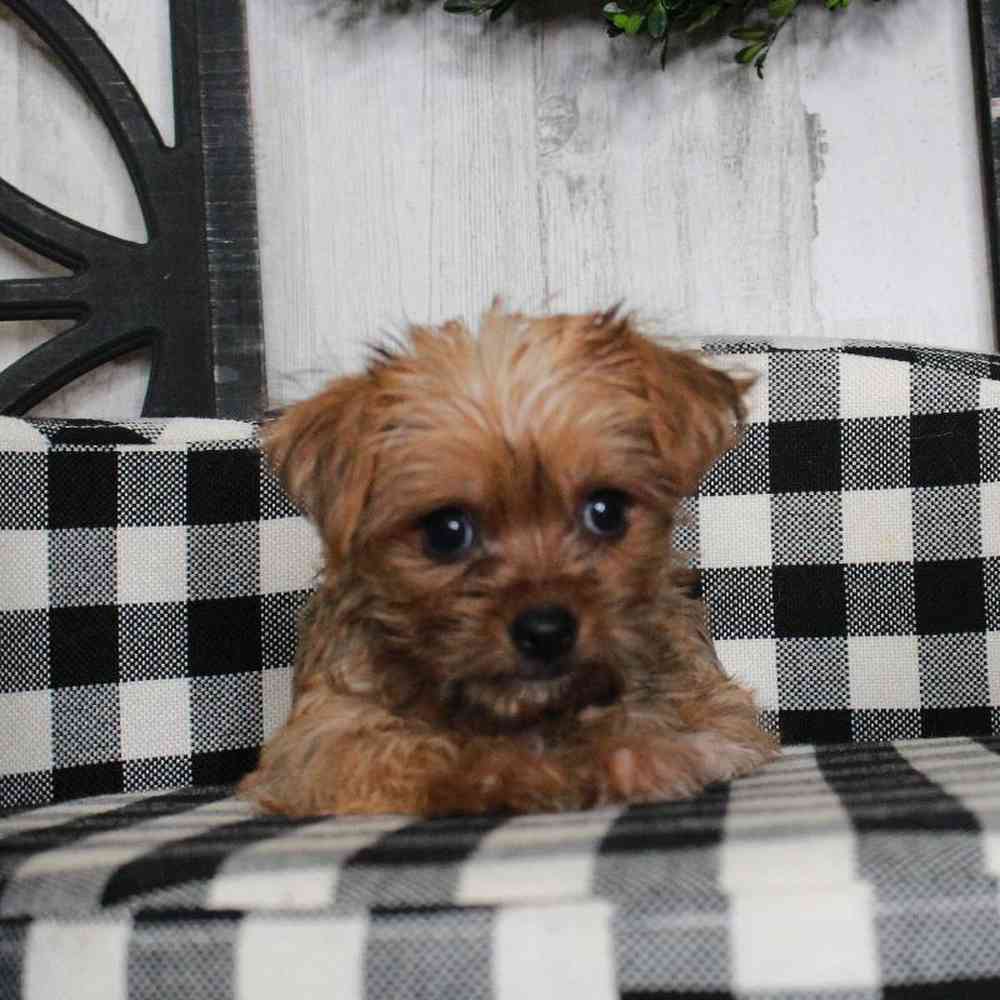 Female Yorkie Puppy for sale