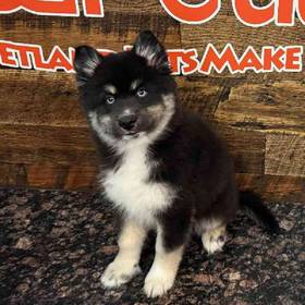 Pomsky