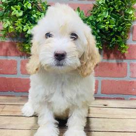 Mini Goldendoodle