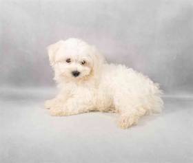 Maltese