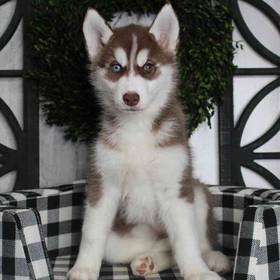 Siberian Husky