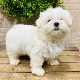Maltese