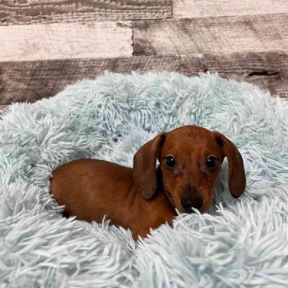 Male Mini Dachshund Puppies for Sale in Rogers, Arkansas.