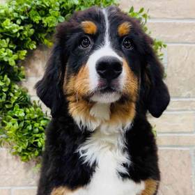 Bernese Mountain Dog