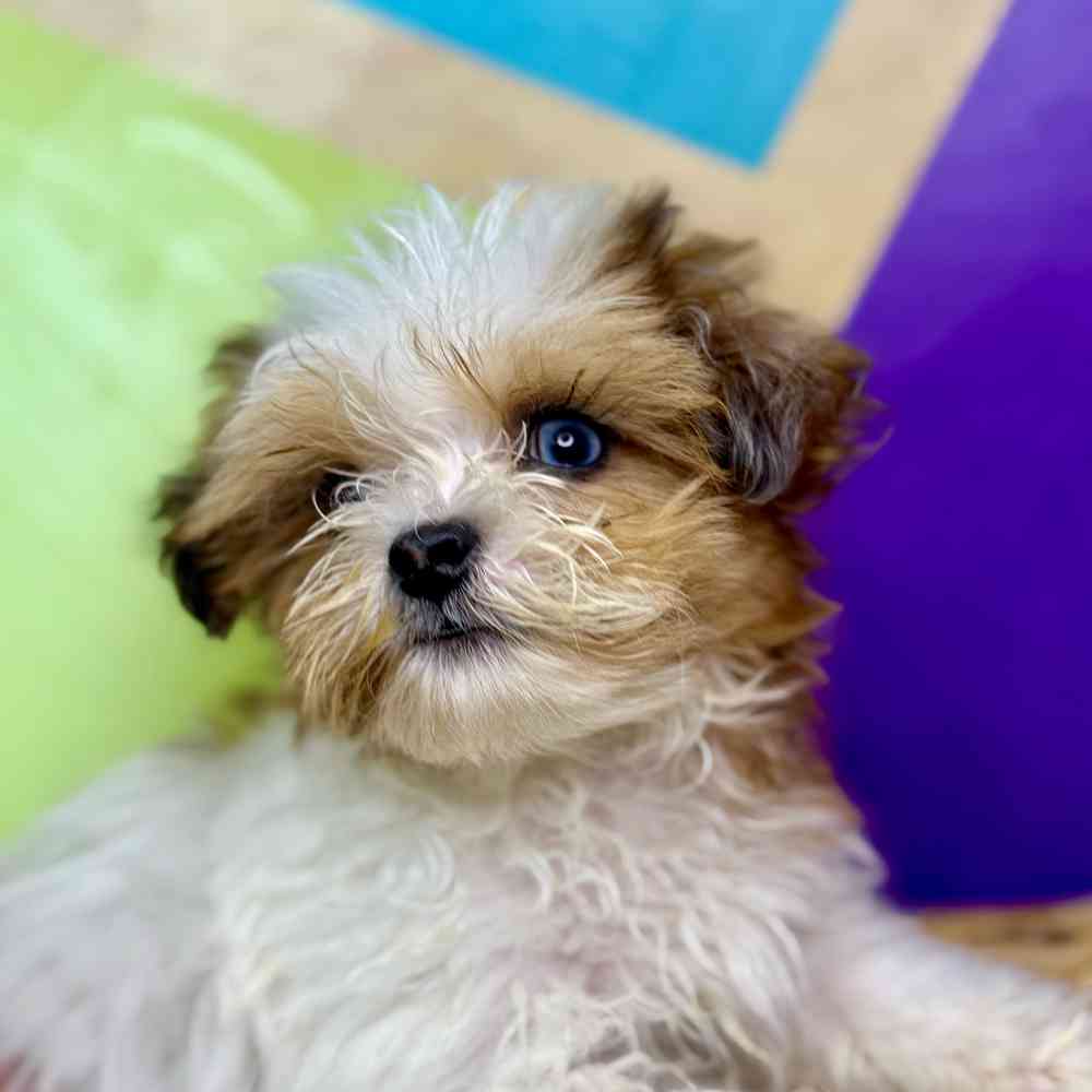 carousel pet images