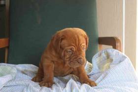 Dogue De Bordeaux