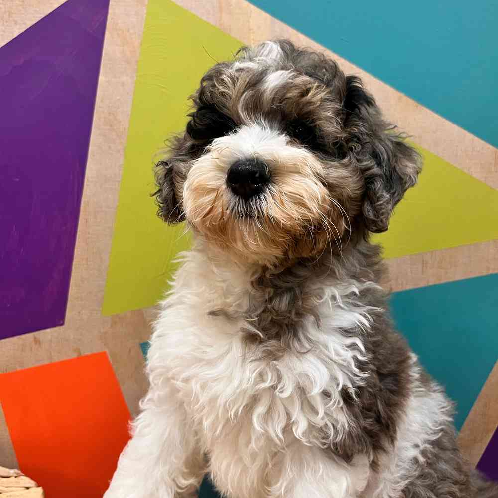 carousel pet images