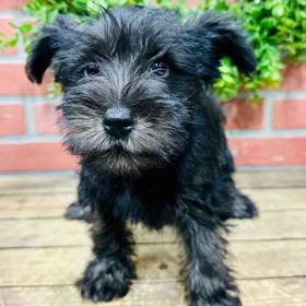 Mini Schnauzer